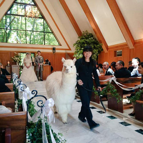 日本《草泥馬婚禮》你看過這麼毛呼呼的花童嗎 (//▽//) 日本《草泥馬婚禮》你看過這麼毛呼呼的花童嗎 (//▽//)