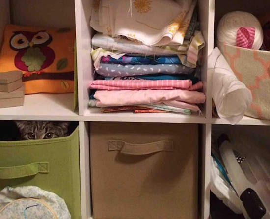 《忍者貓》飛簷走壁隱身都難不倒他們