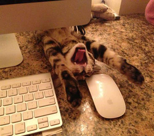 《各種礙事貓》這不是打擾！朕只是告訴你該休息了～