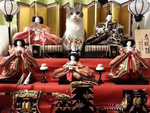 《雛壇貓》女兒節的主角不是雛人形而是貓老大啦Φ౪Φ