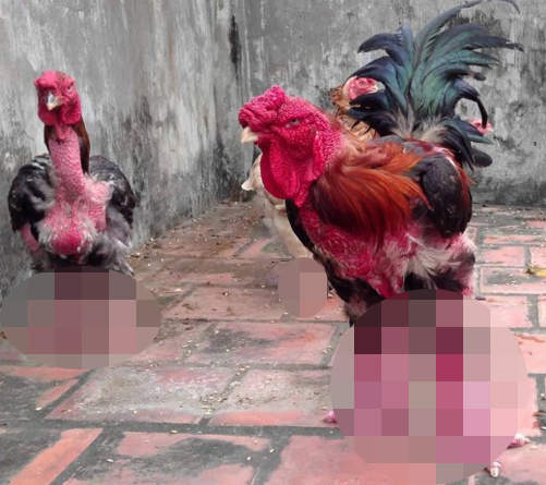 好可怕系列《越南恐龍雞》閱覽注意宵夜請勿吃雞爪 好可怕系列《越南恐龍雞》閱覽注意宵夜請勿吃雞爪