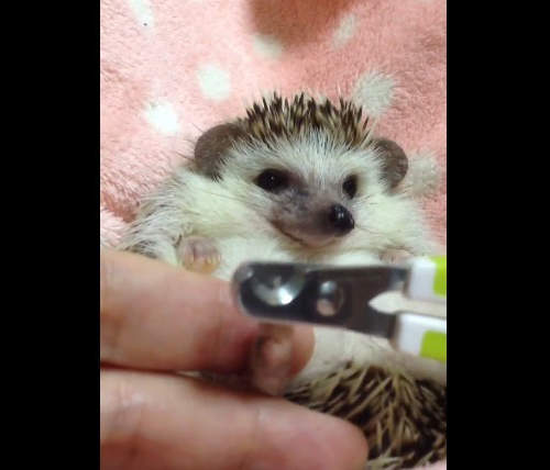 《刺蝟剪指甲》突然縮成一團的表情也太可愛惹吧♥（融化）