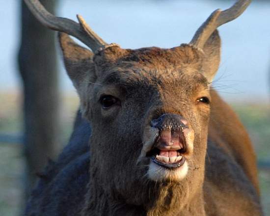 《鐵路公司與鹿的攻防戰》拜託你們不要再來了(´;ω;`) 《鐵路公司與鹿的攻防戰》拜託你們不要再來了(´;ω;`)
