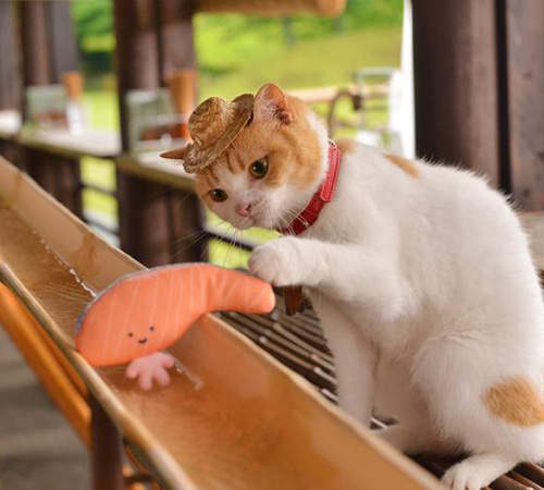 《進化版流水素麵》這條軌道上已經沒有什麼不能放惹啦www