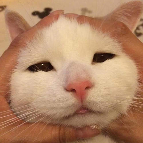 《貓臉飯糰》大流行的嬰兒顏面飯糰也出現了寵物版本♥(輕捏) 《貓臉飯糰》大流行的嬰兒顏面飯糰也出現了寵物版本♥(輕捏)