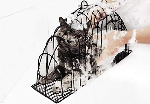 貓咪專用的《洗澡用貓籠》洗澡吹乾一次搞定