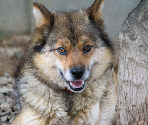 《川上犬》日本長野當地天然紀念物 凜然又不失可愛汪♥ 《川上犬》日本長野當地天然紀念物 凜然又不失可愛汪♥