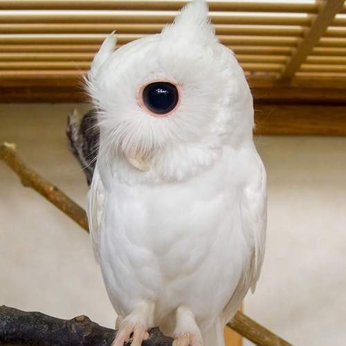 《稀有的白化動物》有種美叫陰錯陽差~ 《稀有的白化動物》有種美叫陰錯陽差~