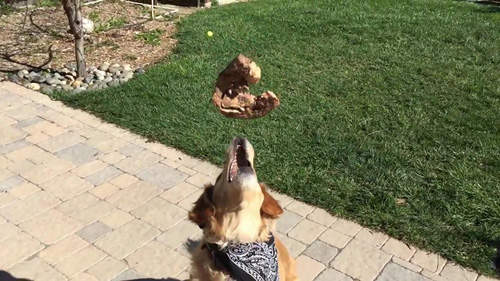 《接不到食物的黃金獵犬》哎呀呀~看得真的是好心疼啊~(笑) 《接不到食物的黃金獵犬》哎呀呀~看得真的是好心疼啊~(笑)