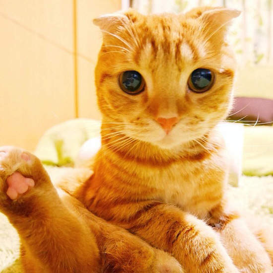 《慵懶貓》發呆放空跟賣萌就是我的絕技