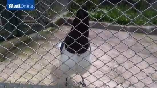 《8bit遊戲音效鳥》神奇的鳥叫聲讓人聯想到老遊戲小蜜蜂…