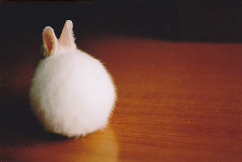 妄想《兔屁屁蜜粉刷》如果真的有應該也很受歡迎吧