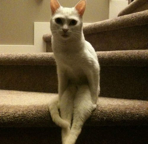 《坐姿奇怪的貓》其實意外的還蠻多的www 《坐姿奇怪的貓》其實意外的還蠻多的www