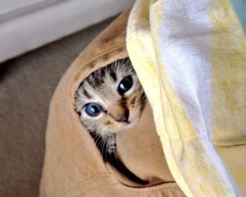 《寵物躲貓貓》你看不見我你看不見我（念力）