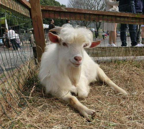 超帥《山羊髮型秀》根本髮型誌麻豆級的時尚啊ww 超帥《山羊髮型秀》根本髮型誌麻豆級的時尚啊ww