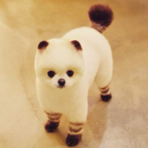 《偽裝成神秘生物的小狗》有沒有偽裝都無限萌♥ 《偽裝成神秘生物的小狗》有沒有偽裝都無限萌♥