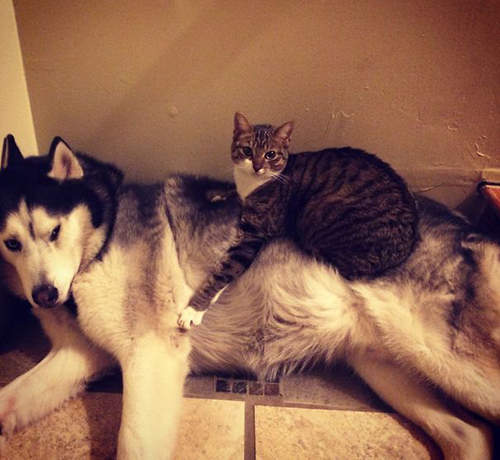 《把狗狗當成床的貓貓》還是天然的體溫最舒服了咩（躺）