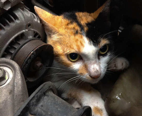 《開車前敲敲引擎蓋》你的隨手一個小動作可以救貓一命喔～