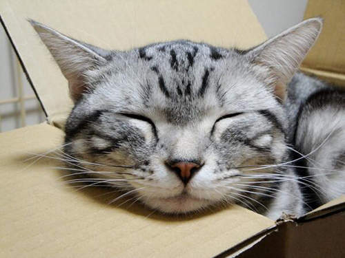 《貓咪靠下巴》超可愛的靠下巴動作其實也是有原因的? 《貓咪靠下巴》超可愛的靠下巴動作其實也是有原因的?