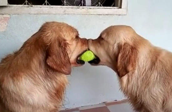 《黃金獵犬拔河遊戲》第三隻狗狗的天才反應是?! 《黃金獵犬拔河遊戲》第三隻狗狗的天才反應是?!