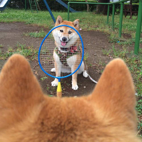 《柴犬的後腦勺》看了好想摸一把 這也是超級大萌點啊