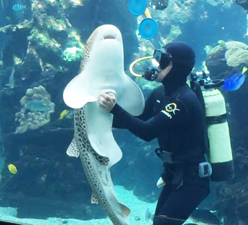 《豹紋鯊魚討摸摸》這麼可愛但科學家卻很有意見