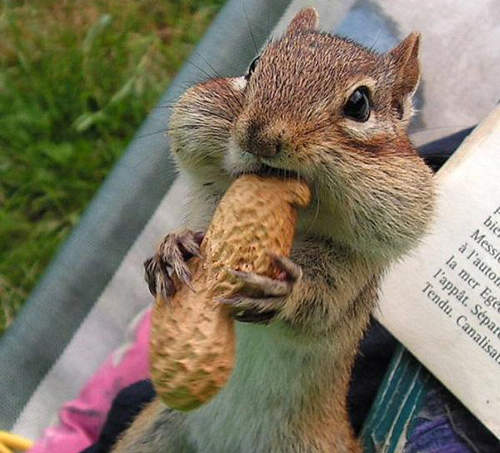 科學教室《可以長時間不進食的動物》10年都免呷飯的究竟是? 科學教室《可以長時間不進食的動物》10年都免呷飯的究竟是?