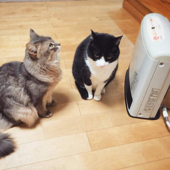 《暖爐貓》冷冷的天在暖爐旁邊烤真的是太舒服啦(灬ºωº灬) 《暖爐貓》冷冷的天在暖爐旁邊烤真的是太舒服啦(灬ºωº灬)