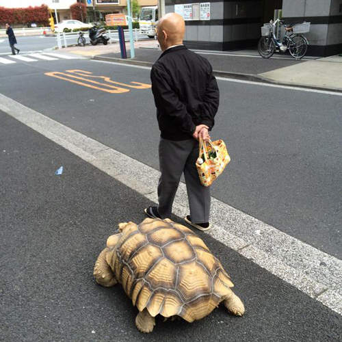 《真實版龜仙人》帶著烏龜散步的阿北　啊不就要走超慢的wwww