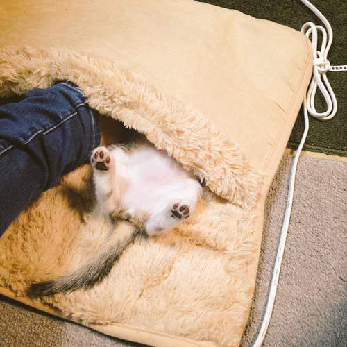 《貓的防寒對策》但老大~這是我的暖腳墊耶www 《貓的防寒對策》但老大~這是我的暖腳墊耶www