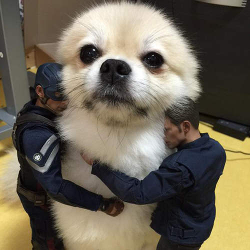 《狗痴才懂的事》飼主常有的行為 你又中了幾項呢?(指) 《狗痴才懂的事》飼主常有的行為 你又中了幾項呢?(指)