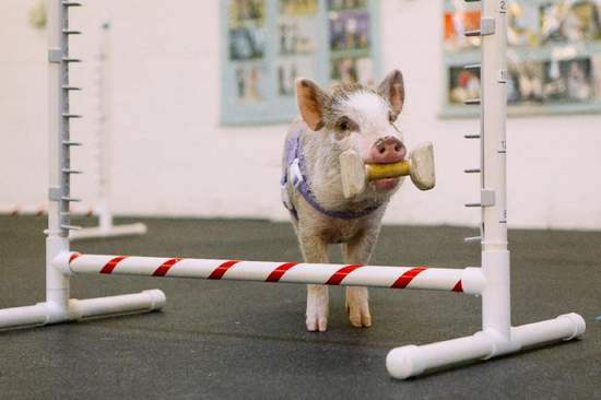 《誤以為自己是其他動物的動物》貓不貓豬不豬狐狸都不狐狸啦~ 《誤以為自己是其他動物的動物》貓不貓豬不豬狐狸都不狐狸啦~