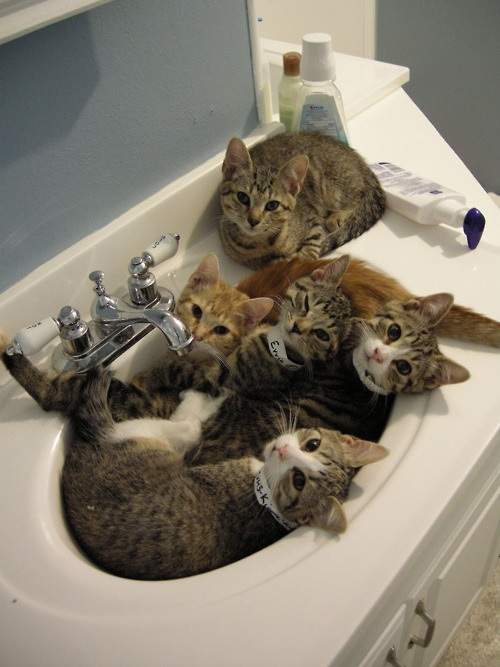 《洗手台的貓》照片集 喜歡狹小空間是貓星人的天性ww