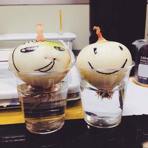 網友間新流行《養洋蔥》養到最後一定有崩壞版出現ww