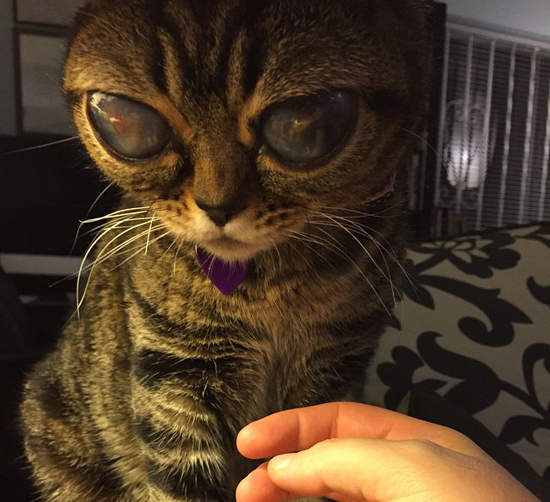 大眼睛《外星貓》終於抓到你們是外星人的證據了