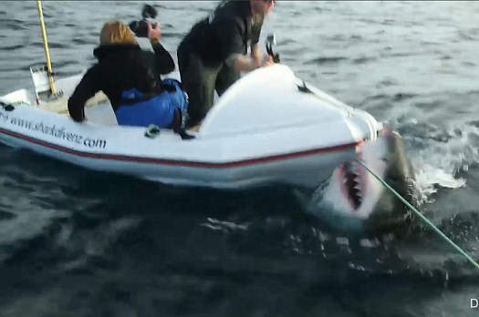 鯊魚攻擊小船影片 原來大白鯊都是真的...