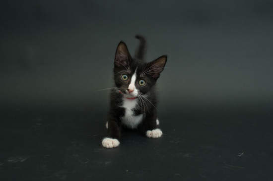 攝影師PS黑貓照片 只為了消除大家對黑貓的偏見... 攝影師PS黑貓照片 只為了消除大家對黑貓的偏見...