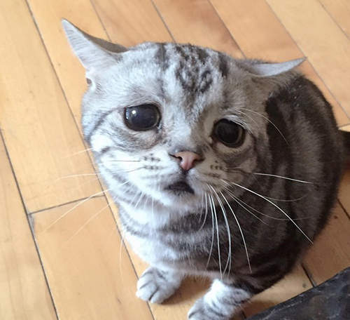 《哀愁貓路虎（Luhu）》可憐模樣只想抱緊處理( *´艸｀)