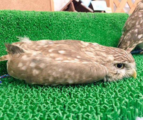 氣力全失《寵物的超扁睡姿》天氣變冷怎麼還是一樣融化啊wwww 氣力全失《寵物的超扁睡姿》天氣變冷怎麼還是一樣融化啊wwww