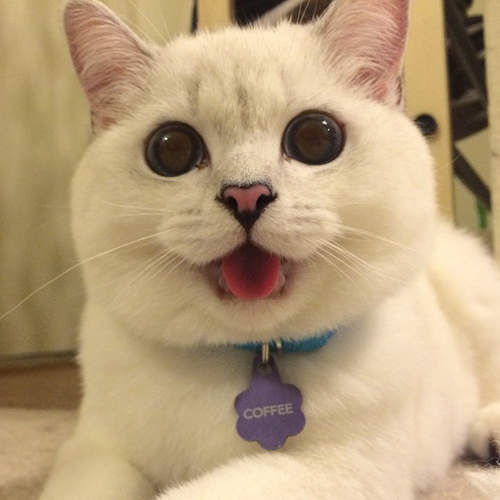 天生萌《自帶放大片的圓臉貓》全身圓滾滾的喵星人太犯規 天生萌《自帶放大片的圓臉貓》全身圓滾滾的喵星人太犯規