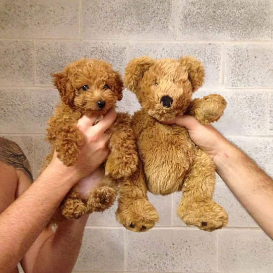 《熊熊狗狗傻傻分不清楚》誰叫你們都太可愛了啦 《熊熊狗狗傻傻分不清楚》誰叫你們都太可愛了啦