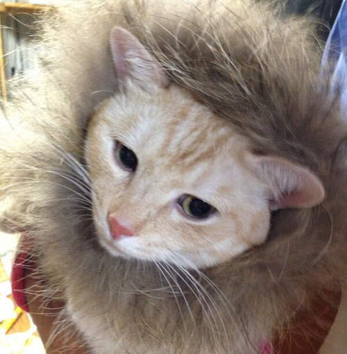 貓咪+毛毛靴套=輕鬆cos獅子王　違和感你快出來工作啊www