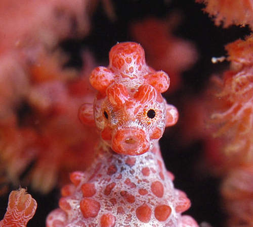 長相怪怪《豆丁海馬》只有1公分吸到會卡在鼻孔