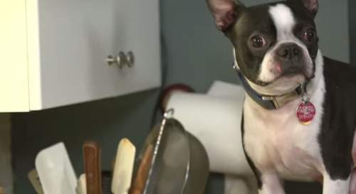 《狗狗烹飪教室》來人阿把這隻毛廚師打包帶走～