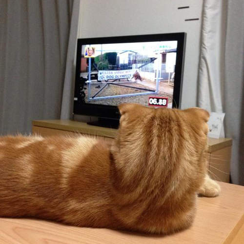 日本《遠離電視族群》激增　你也是越來越少看電視的一人嗎？