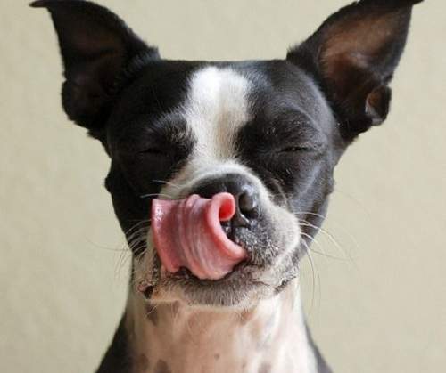 狗奴限定《從狗名看個性》就說主人跟狗會越來越像還不信(笑) 狗奴限定《從狗名看個性》就說主人跟狗會越來越像還不信(笑)