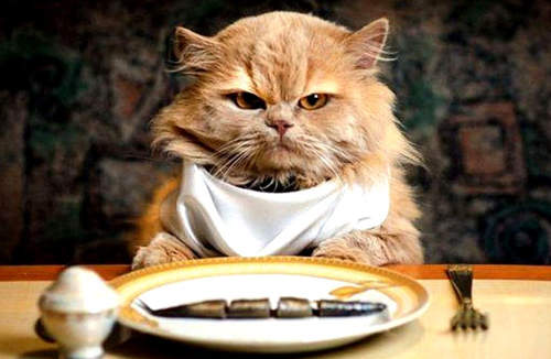 《哪種花色的貓最兇》養到這幾種就註定被貓掌欺壓？