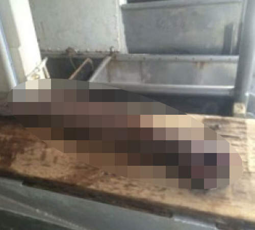 好可怕系列《八千萬年前的遠古活化石生物》就這樣活生生出現在澳洲人眼前