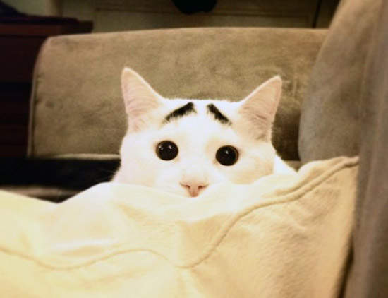 88節同時也是《國際貓咪日》?用這些gif感謝毛小孩的陪伴 88節同時也是《國際貓咪日》?用這些gif感謝毛小孩的陪伴