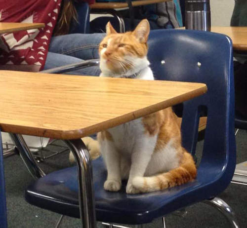 《上學貓布巴》人家可是有學生證的喔（認真）